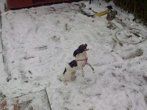 Poppy in the snow