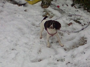 Poppy in the snow